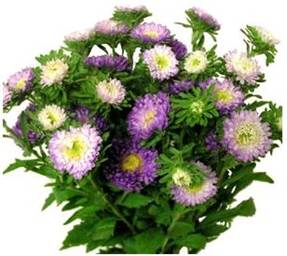 MATSUMOTO BICOLOR.jpg